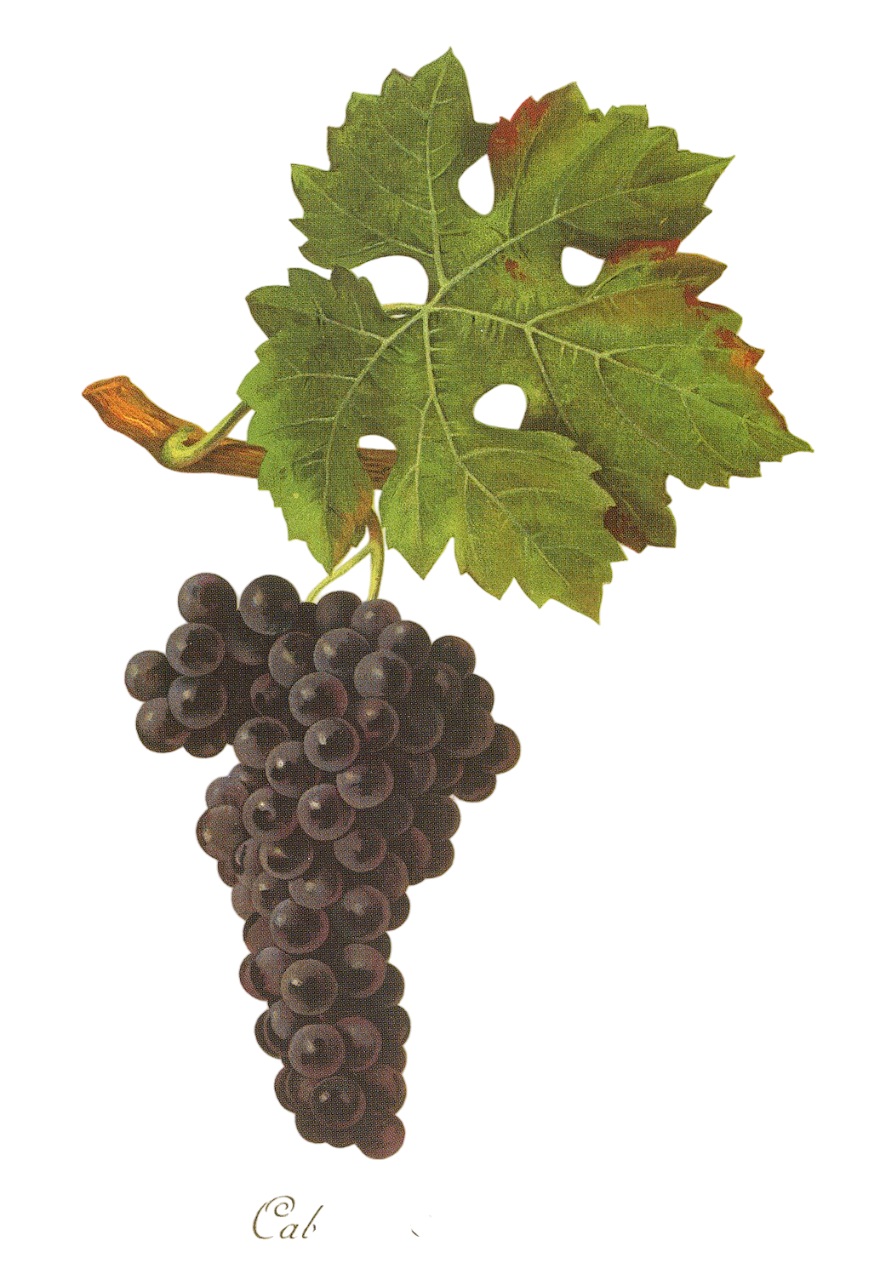 Qu’est-ce que le Cabernet Sauvignon ?
