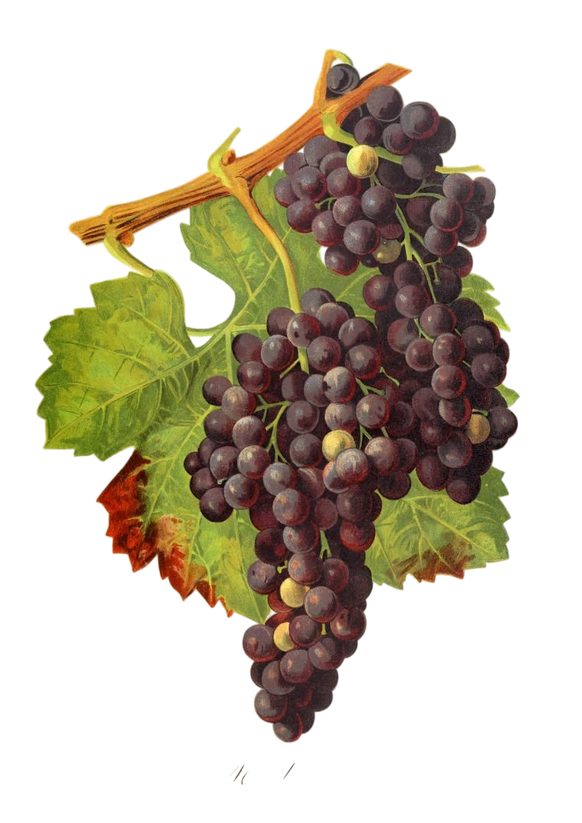 Qu’est-ce que le Merlot ?