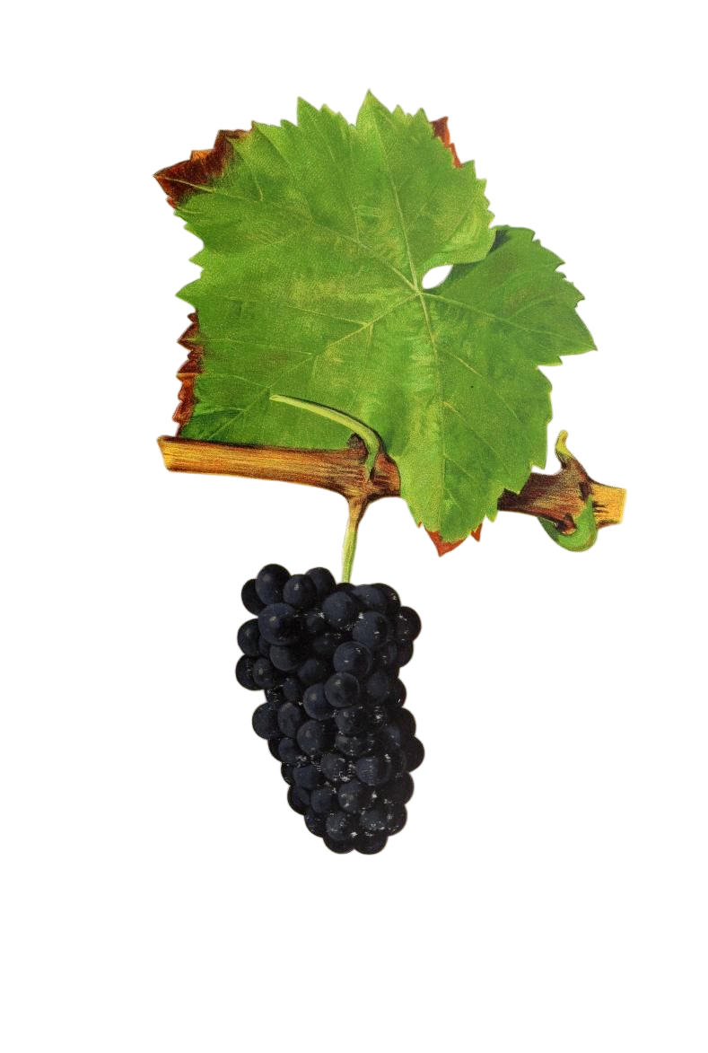 Qu’est-ce que le Pinot Noir ?