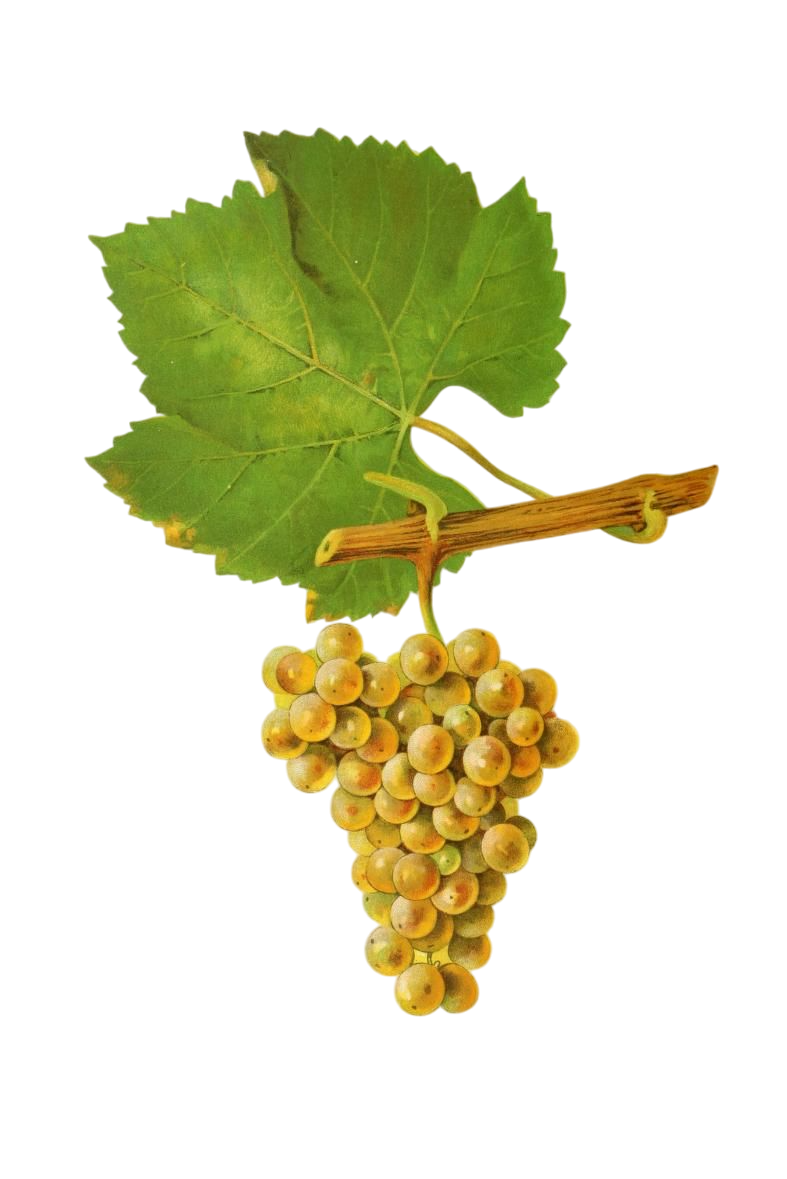 Qu’est-ce que le Chardonnay ?