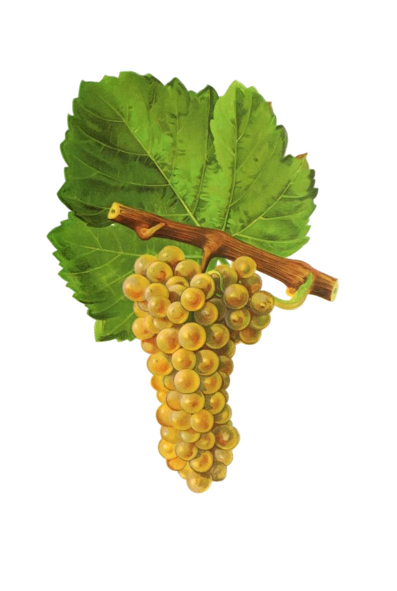 Qu’est-ce que le Sauvignon Blanc ?