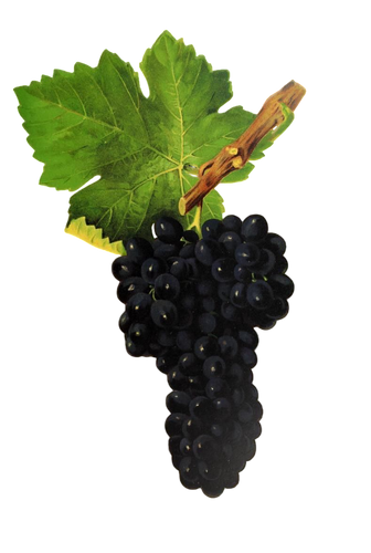 Qu’est-ce que le Syrah ?